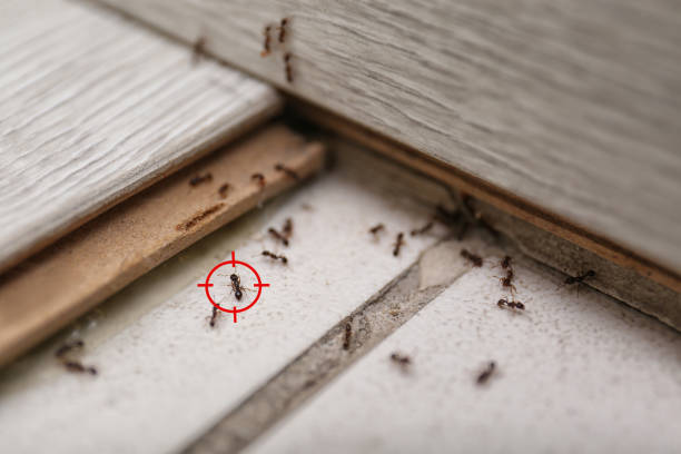 Best Pest Prevention Services  in , MA