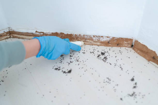 Best Local Pest Control Services  in , MA